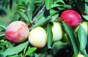 A recent study has shown that dried plums are effective in protecting from bone loss due to iodized radiation. (Texas A&M AgriLife Extension Service photo) 